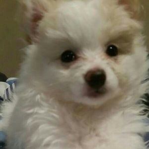 Meet your Posher, Roslyn